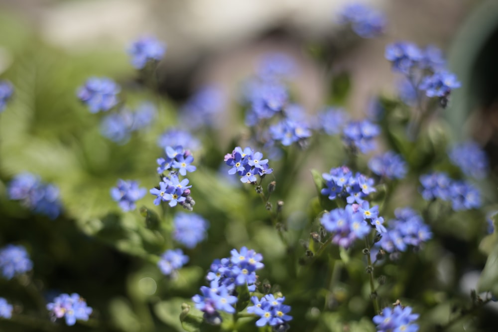 a close up of a bunch of blue flowers