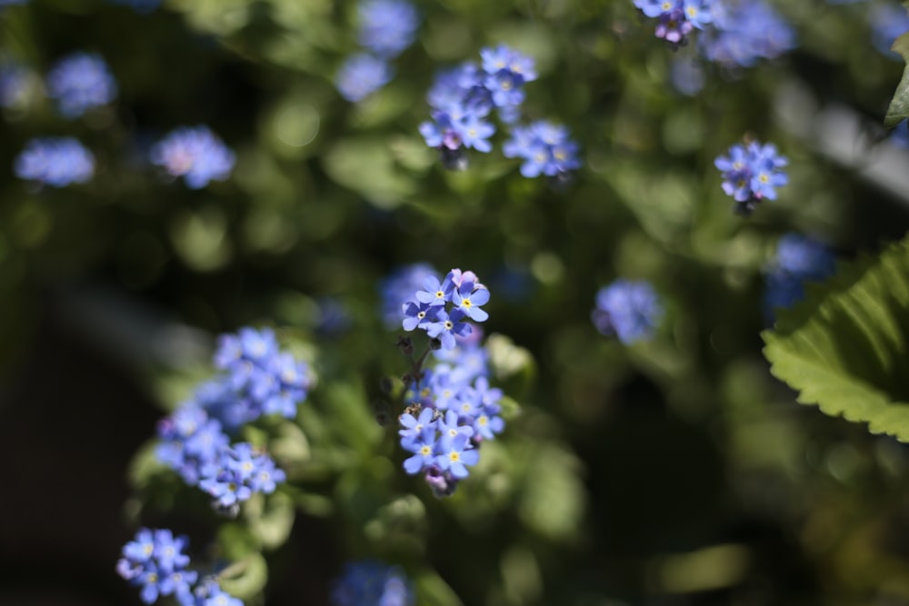 a close up of a bunch of blue flowers