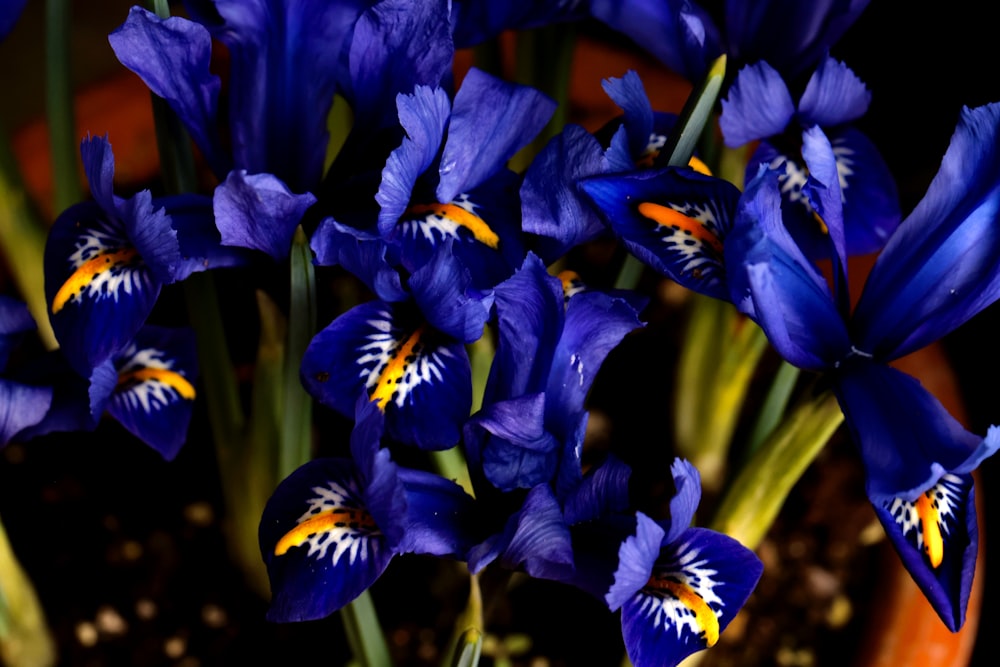 a close up of a bunch of blue flowers