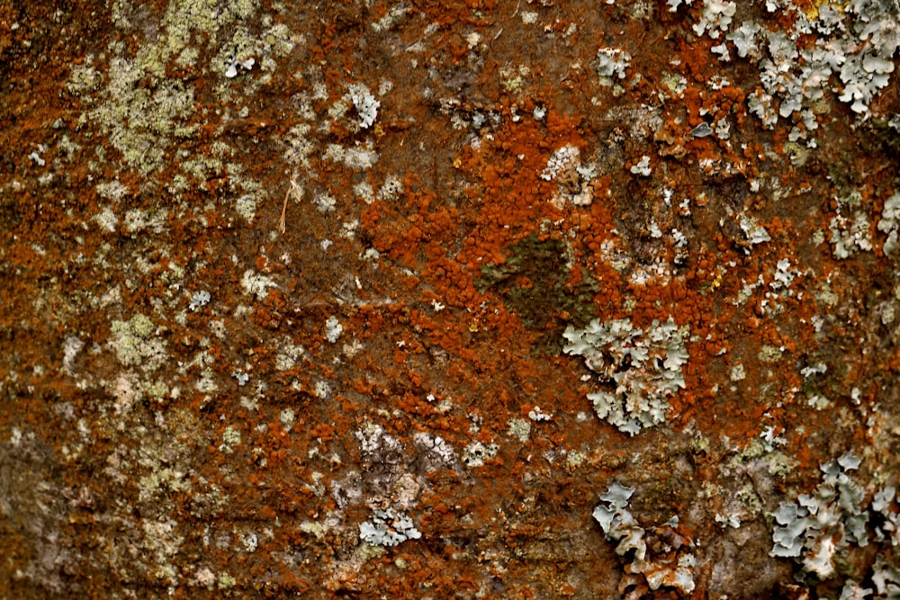 a close up of a rusted surface with lichen and moss