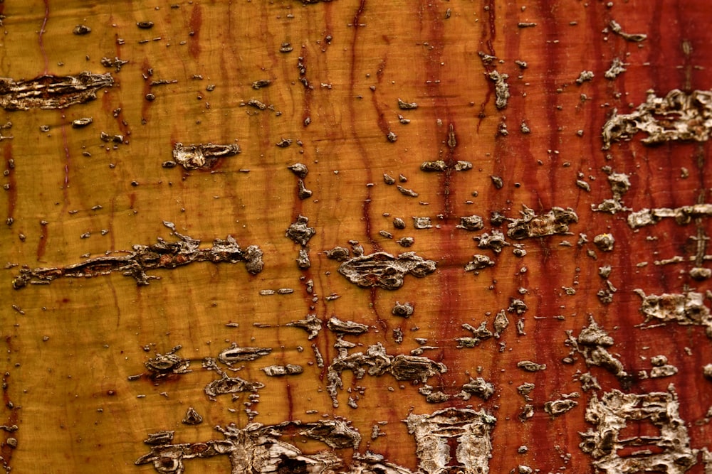 a close up of the bark of a tree