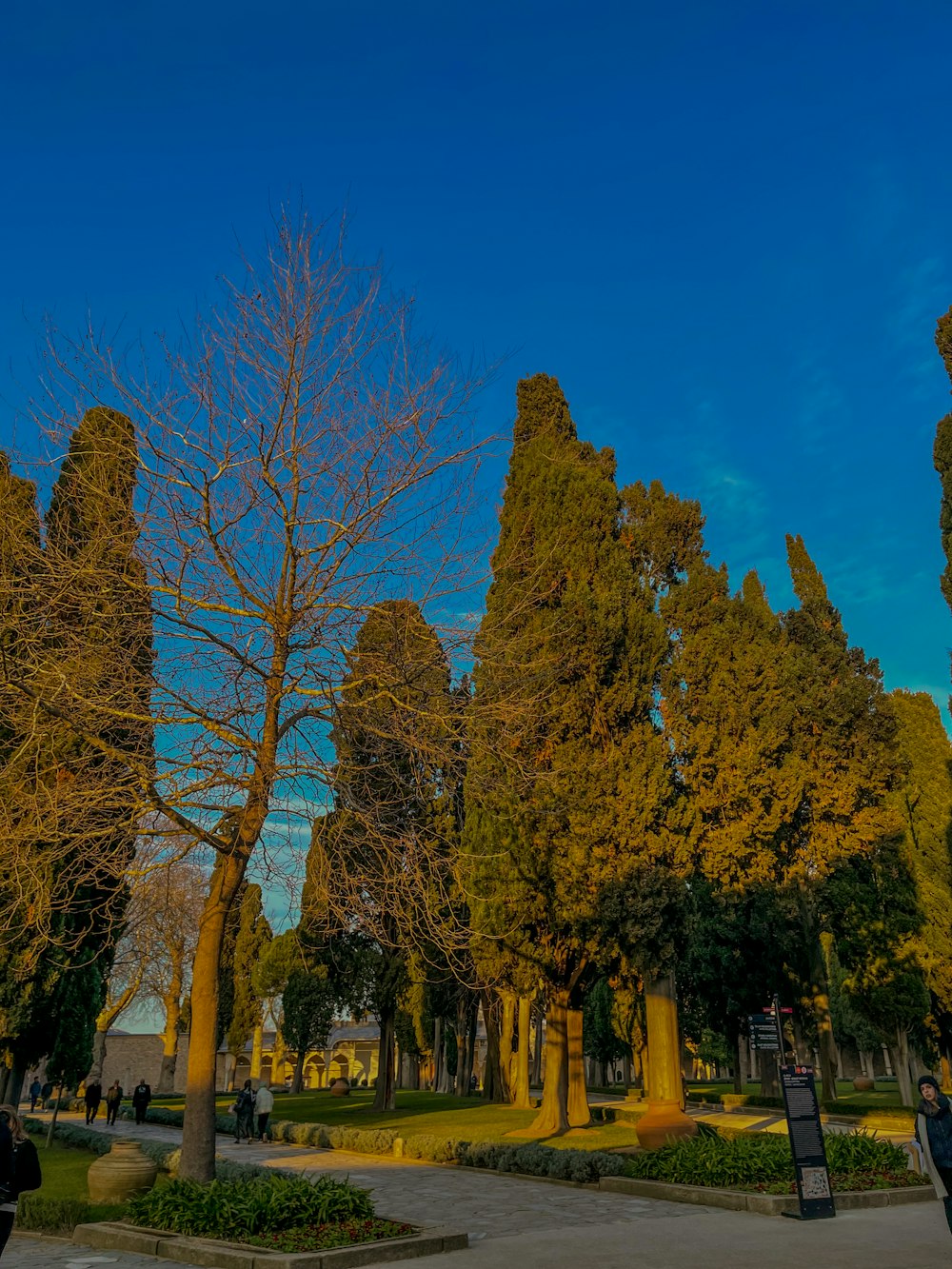 a group of trees in a park with a blue sky in the background