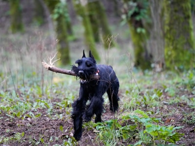 a black dog carrying a stick in its mouth