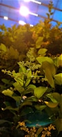 Close-up of a plant thriving in a controlled environment.