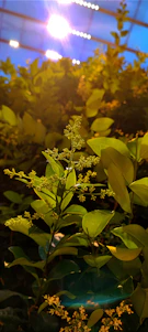 Close-up of vibrant medicinal plants growing in a sunlit greenhouse.
