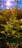 A close-up of lush crops thriving under natural light in a greenhouse.