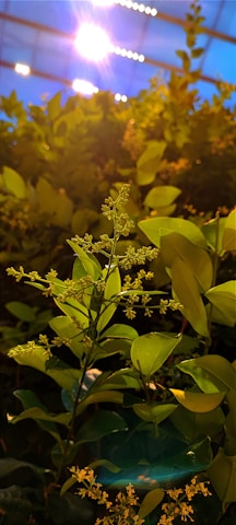 Close-up of a plant thriving in a controlled environment.