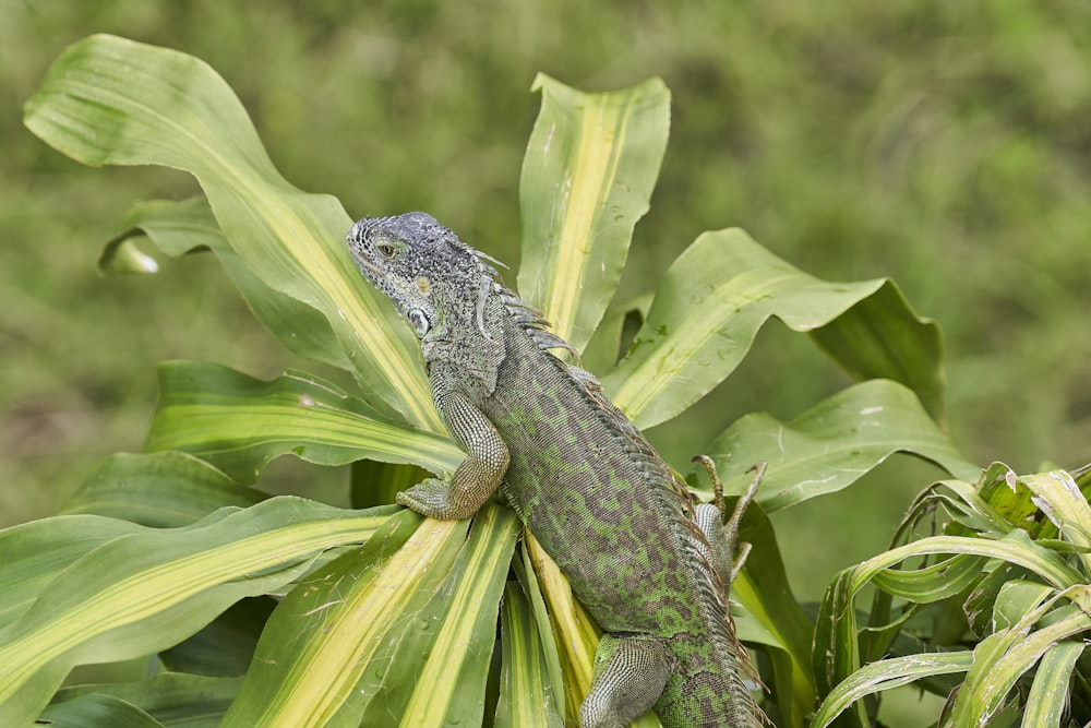 a lizard sitting on top of a green plant