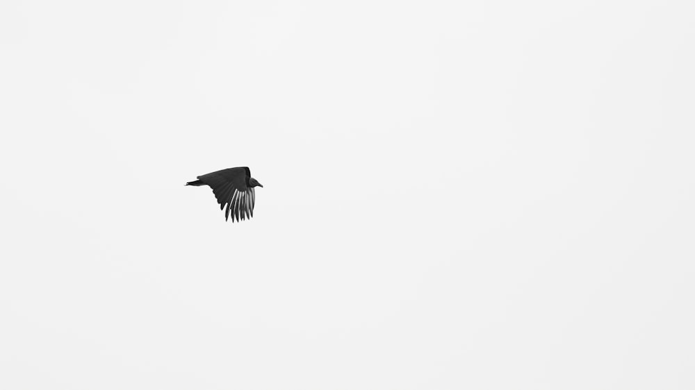 a black bird flying through a white sky