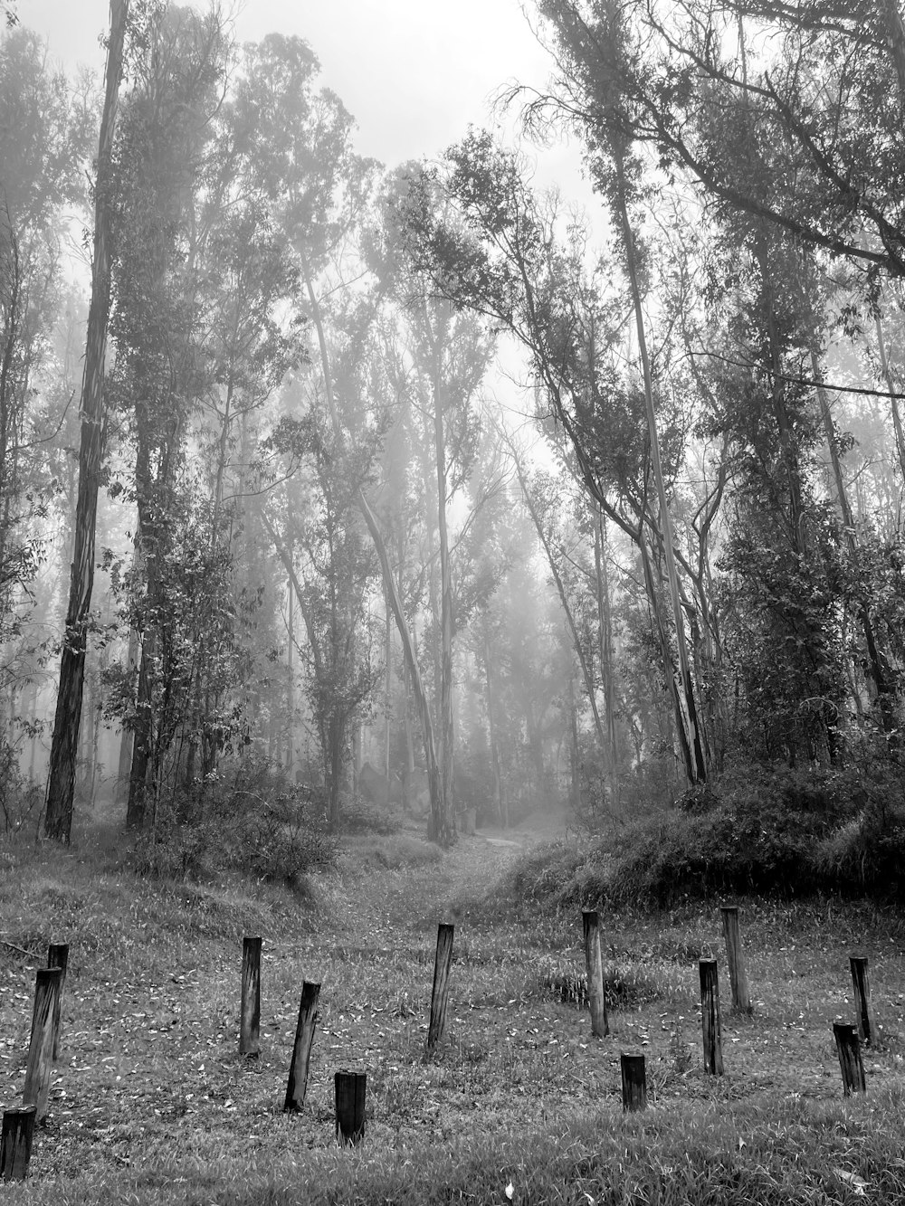 Una foto en blanco y negro de un bosque brumoso
