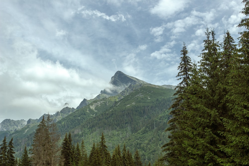 a view of a mountain with trees in the foreground