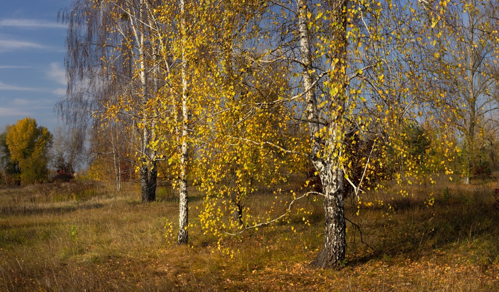 a group of trees with yellow leaves in a field