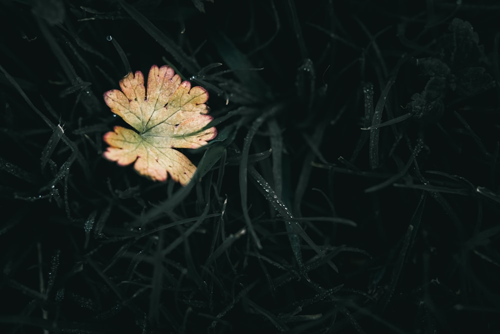 a yellow and green leaf sitting on top of a grass covered field