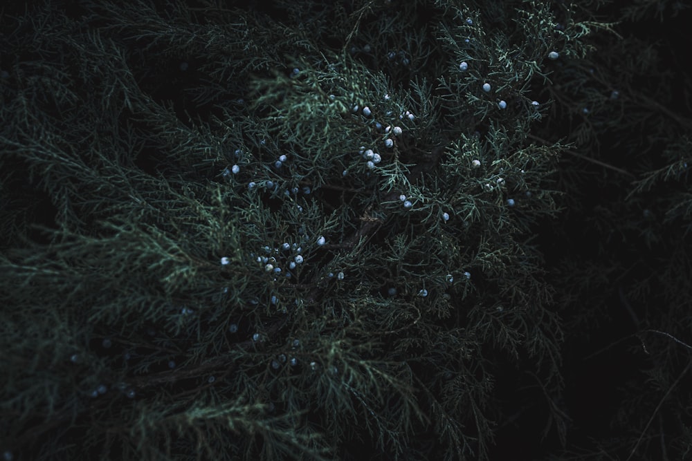 a close up of a tree with berries on it