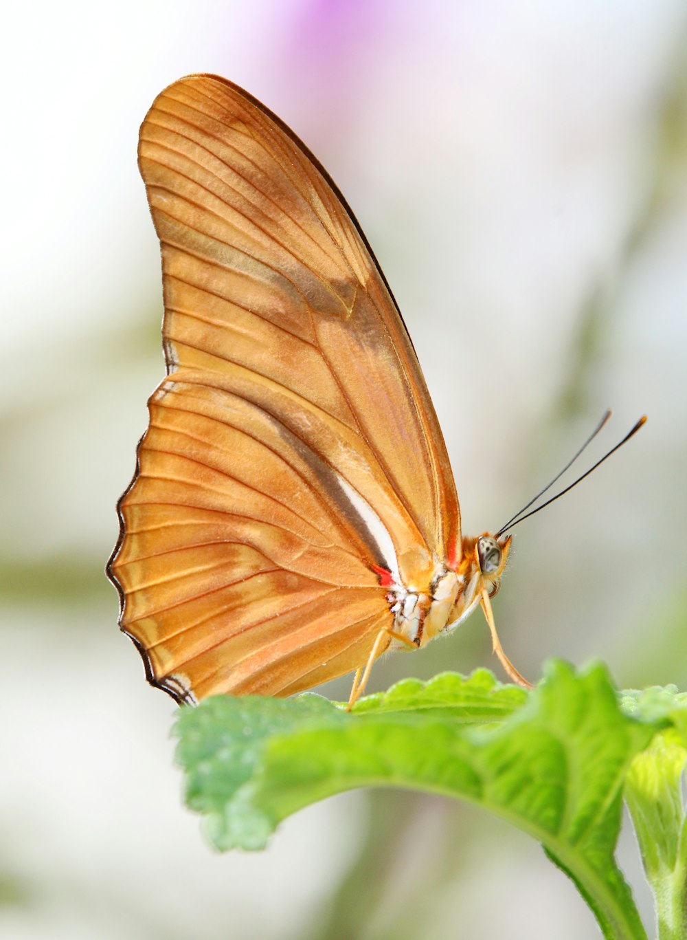 Eine Nahaufnahme eines Schmetterlings auf einem Blatt
