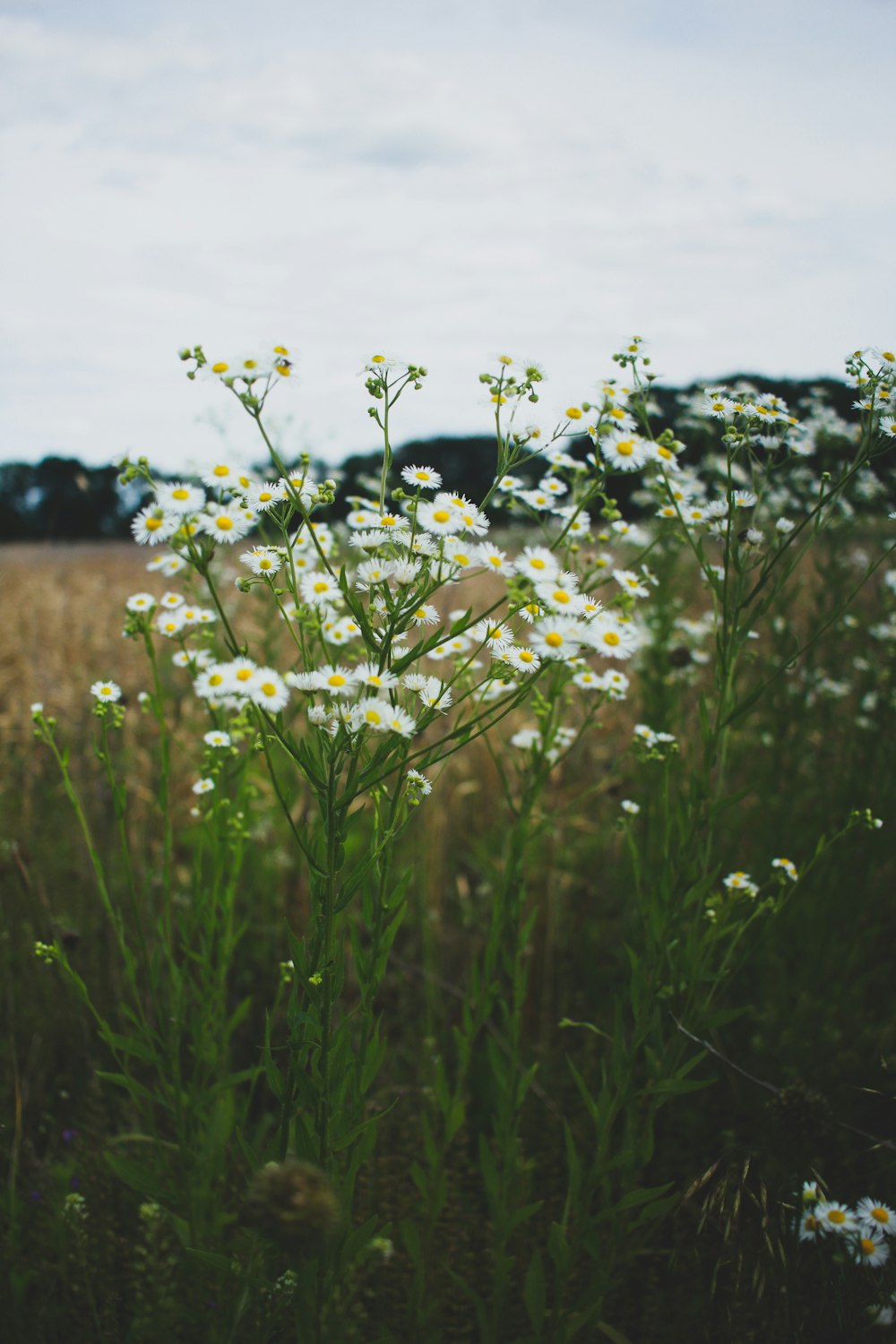Un campo lleno de hierba alta y flores blancas