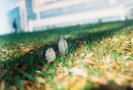 Two mushrooms are growing amidst grass and fallen leaves in an outdoor setting. In the background, a building with a modern design is slightly blurred, lending a sense of depth to the scene.