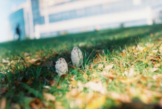 Two mushrooms are growing amidst grass and fallen leaves in an outdoor setting. In the background, a building with a modern design is slightly blurred, lending a sense of depth to the scene.