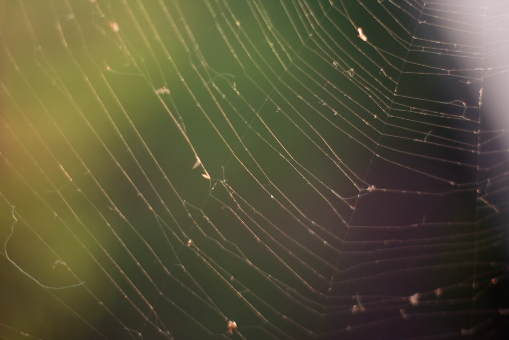 a close up of a spider's web with a blurry background