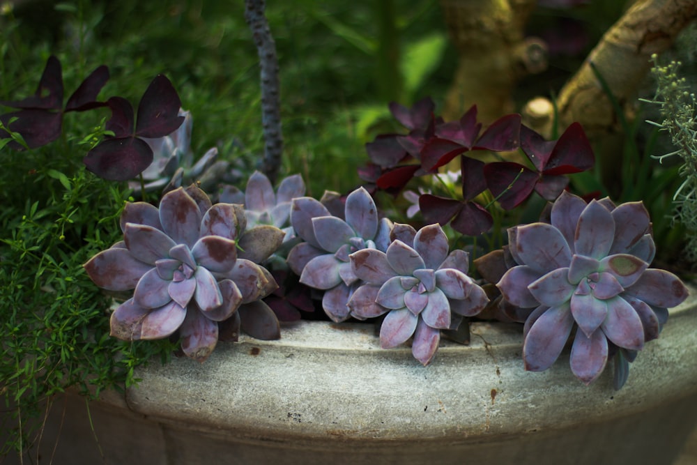 a group of succulents are growing in a pot