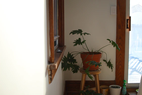 A sunlit corner with a tall wooden plant stand holding lush green plants beside a window with hanging macrame holders.