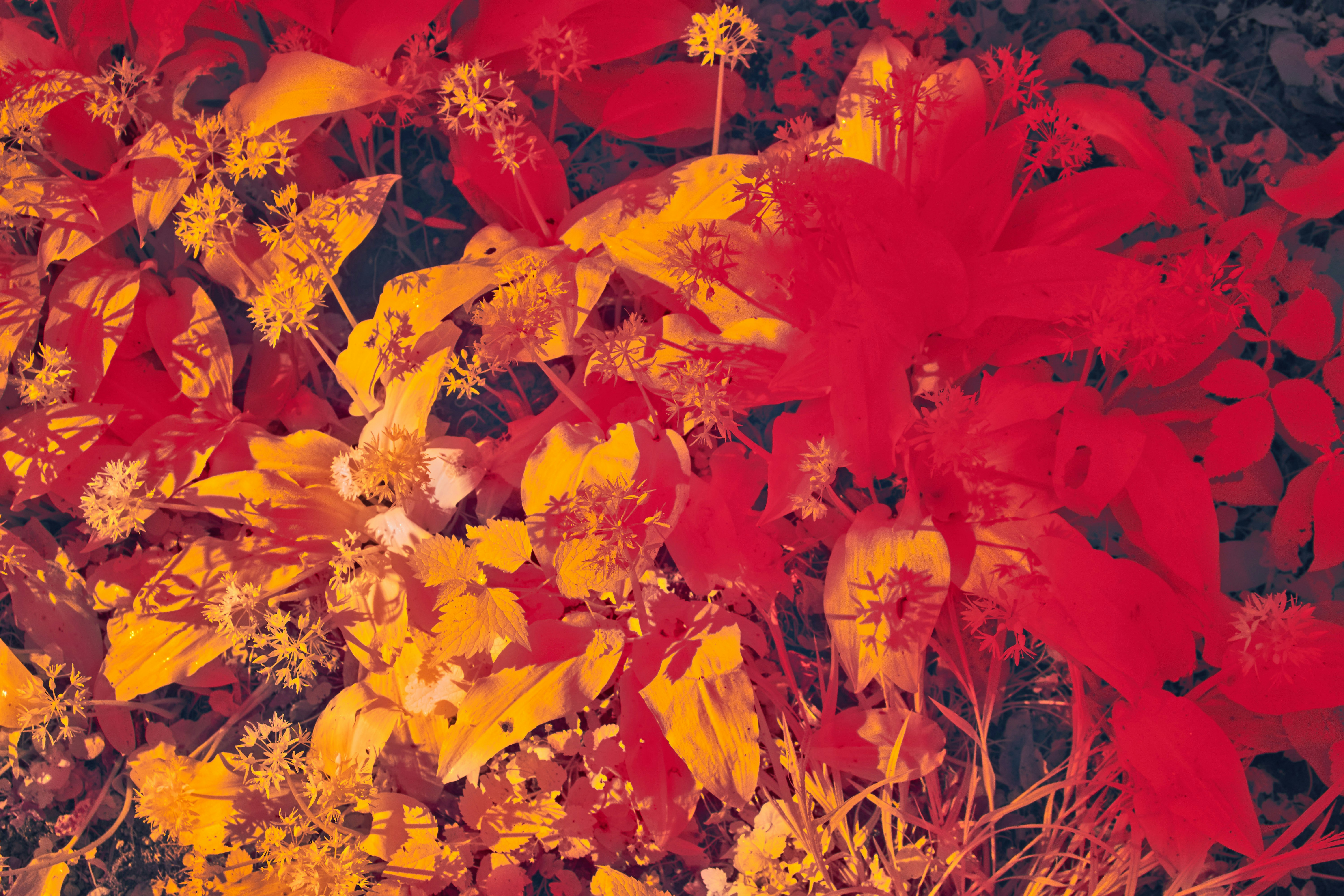 Photo by wolfgang_hasselmann