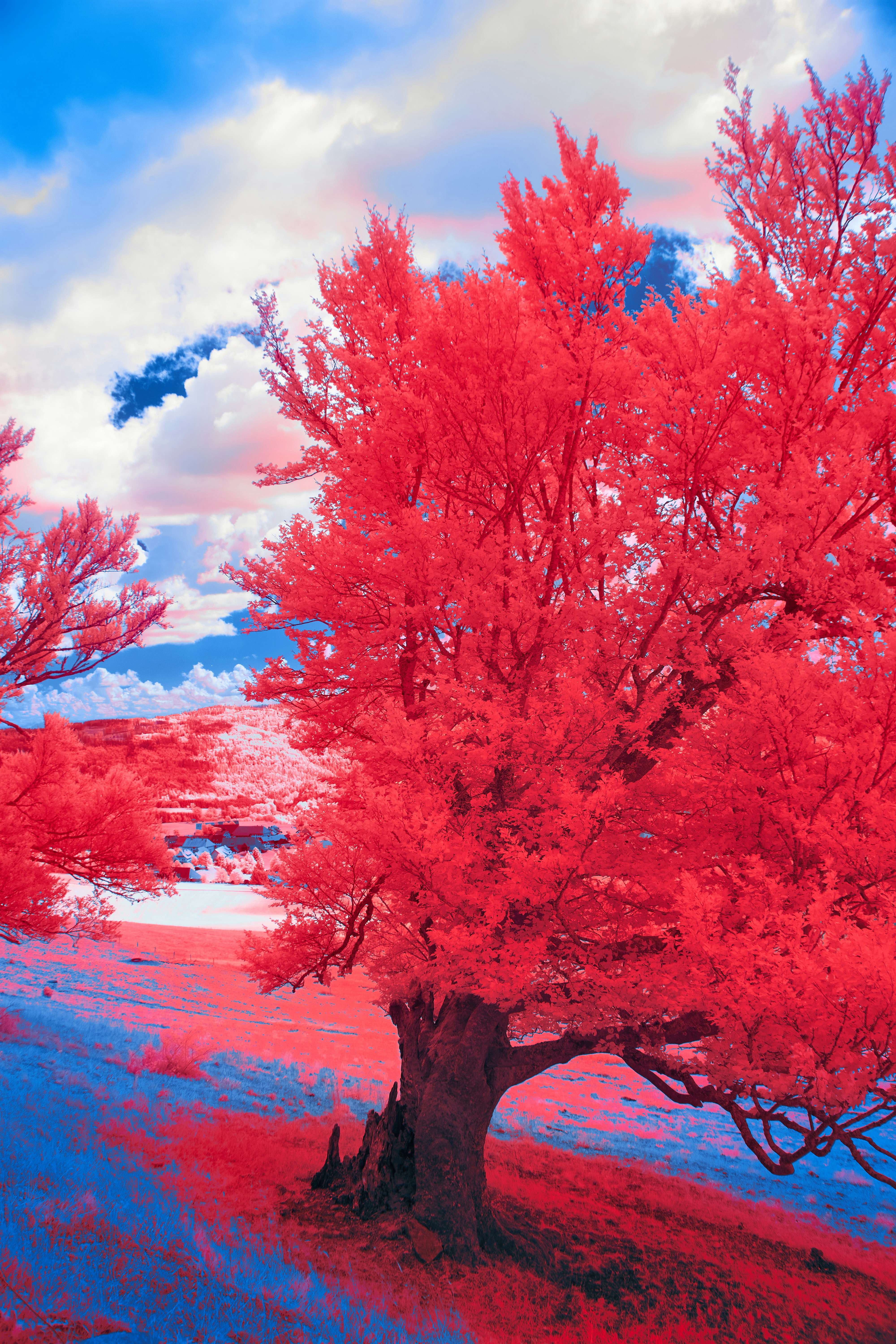 Photo by wolfgang_hasselmann