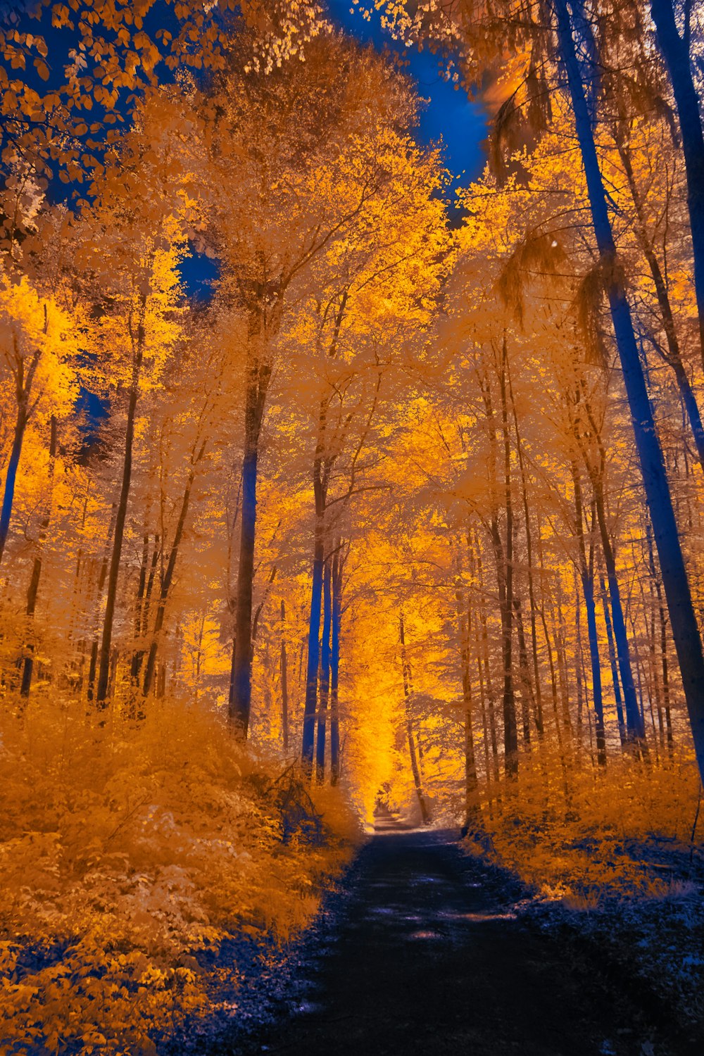 an image of a path in the woods