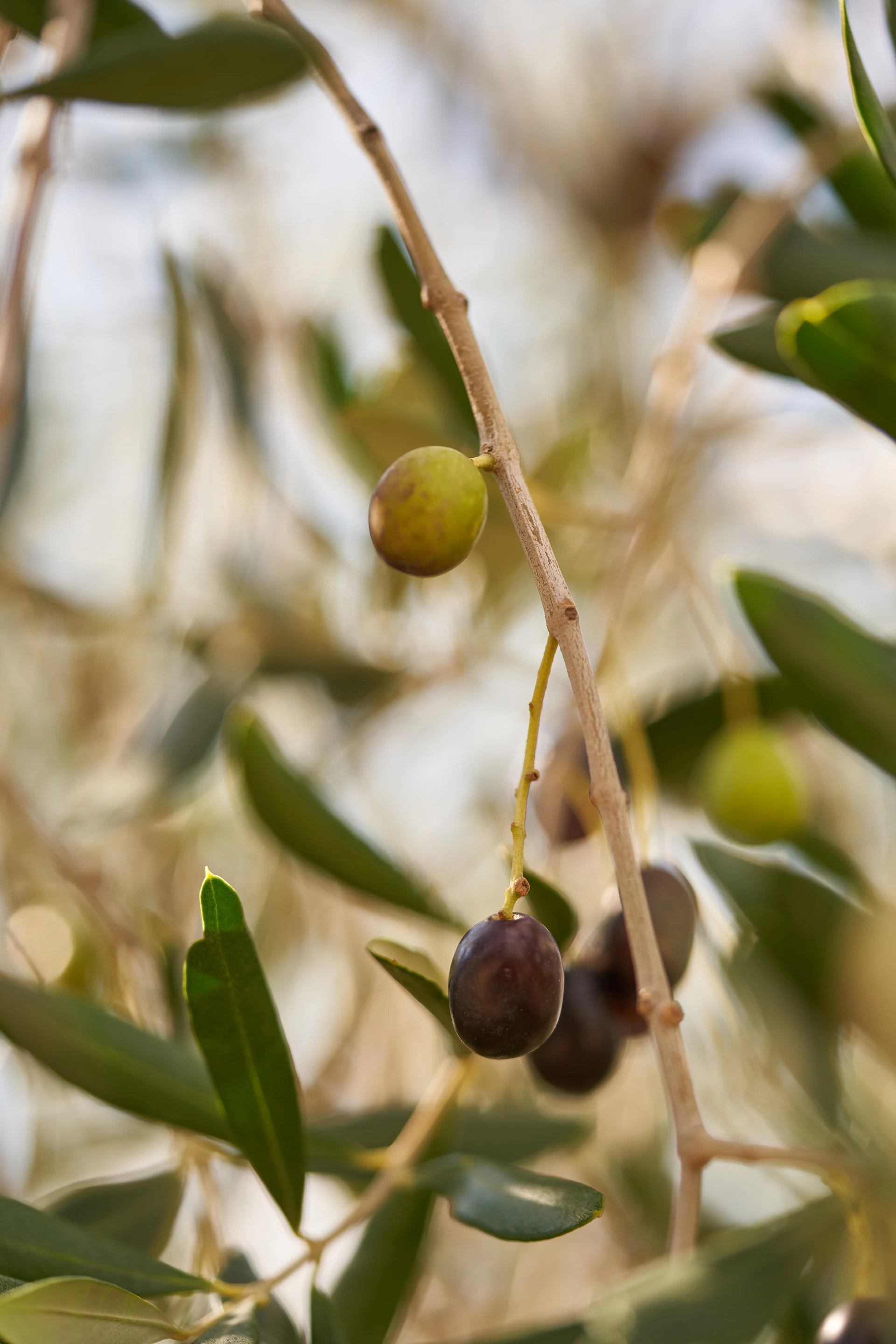olives growing on a tree branch with leaves