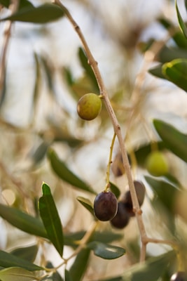 Olive branches with olives