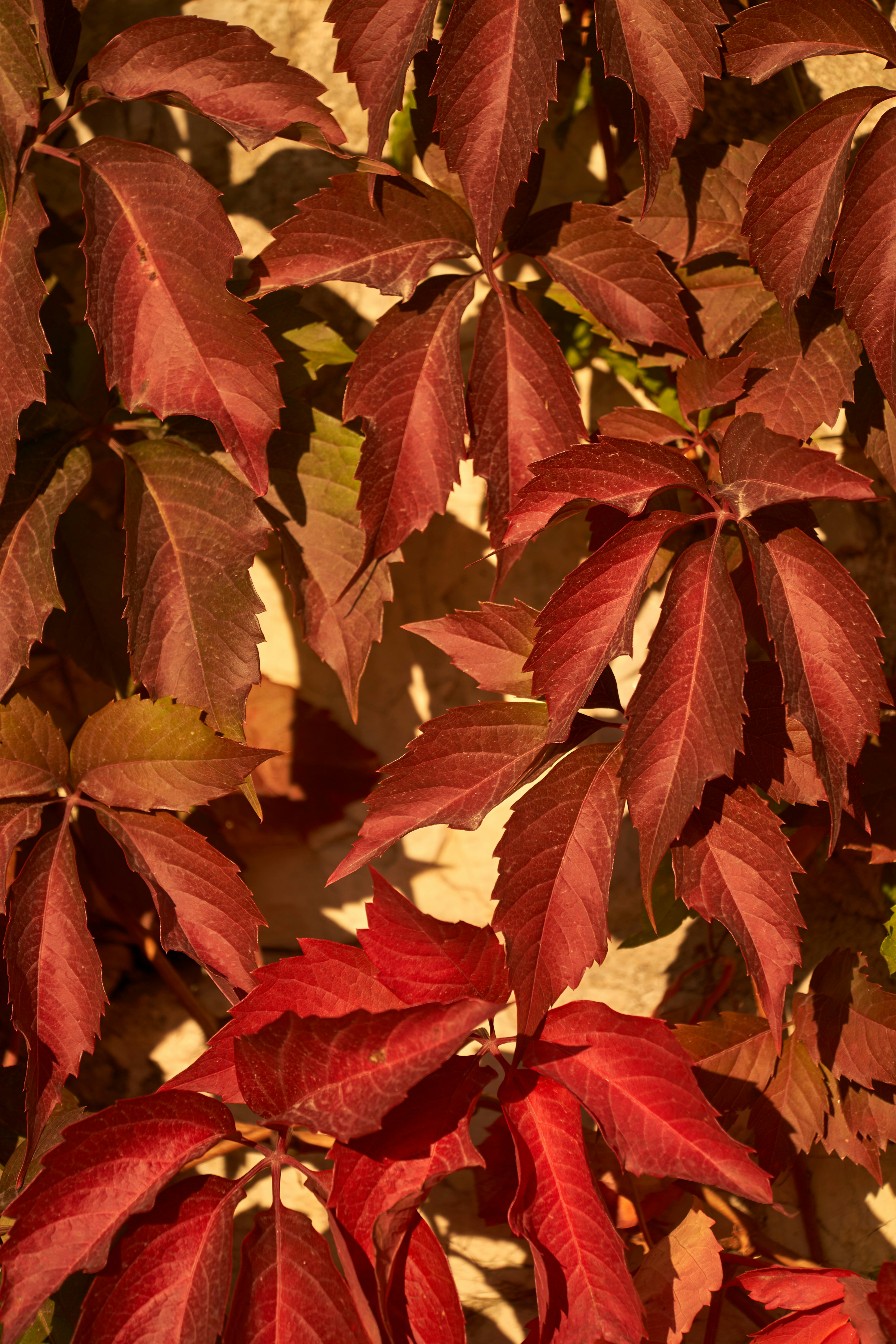 Photo by wolfgang_hasselmann