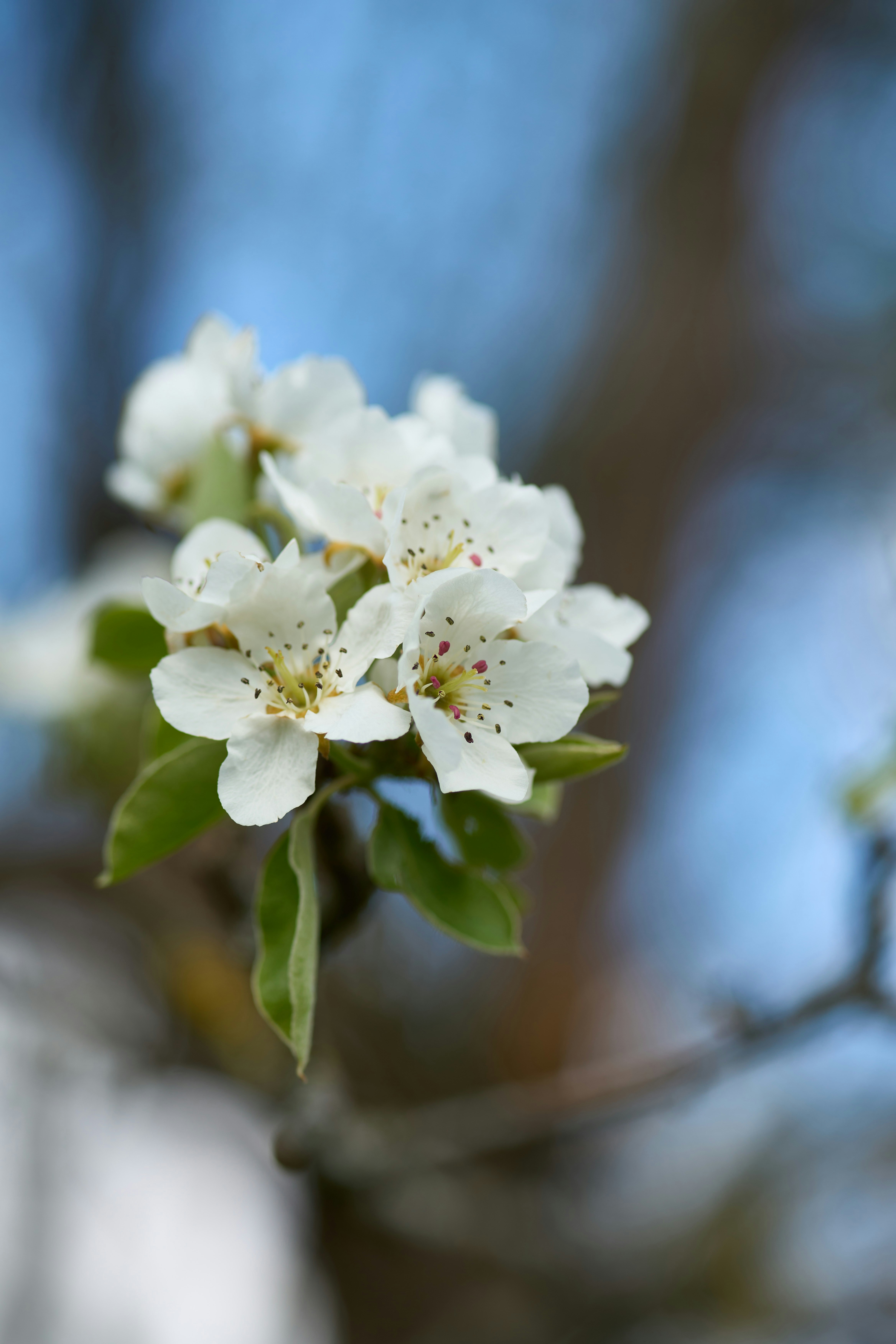 Photo by wolfgang_hasselmann