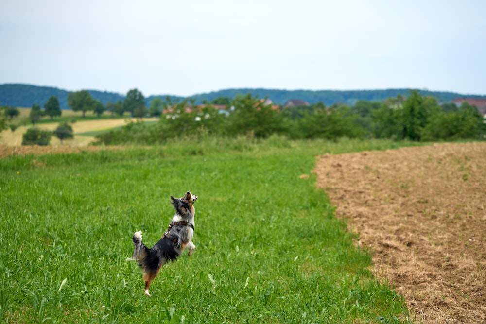 a dog running through a field of grass