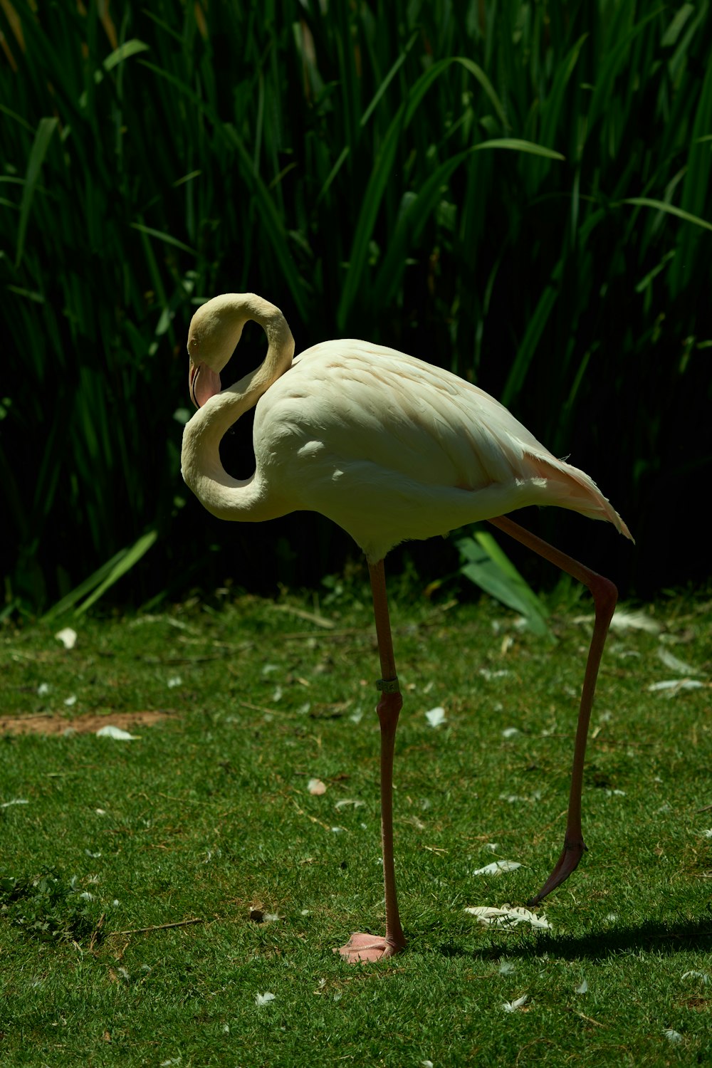 a pink flamingo standing on a lush green field