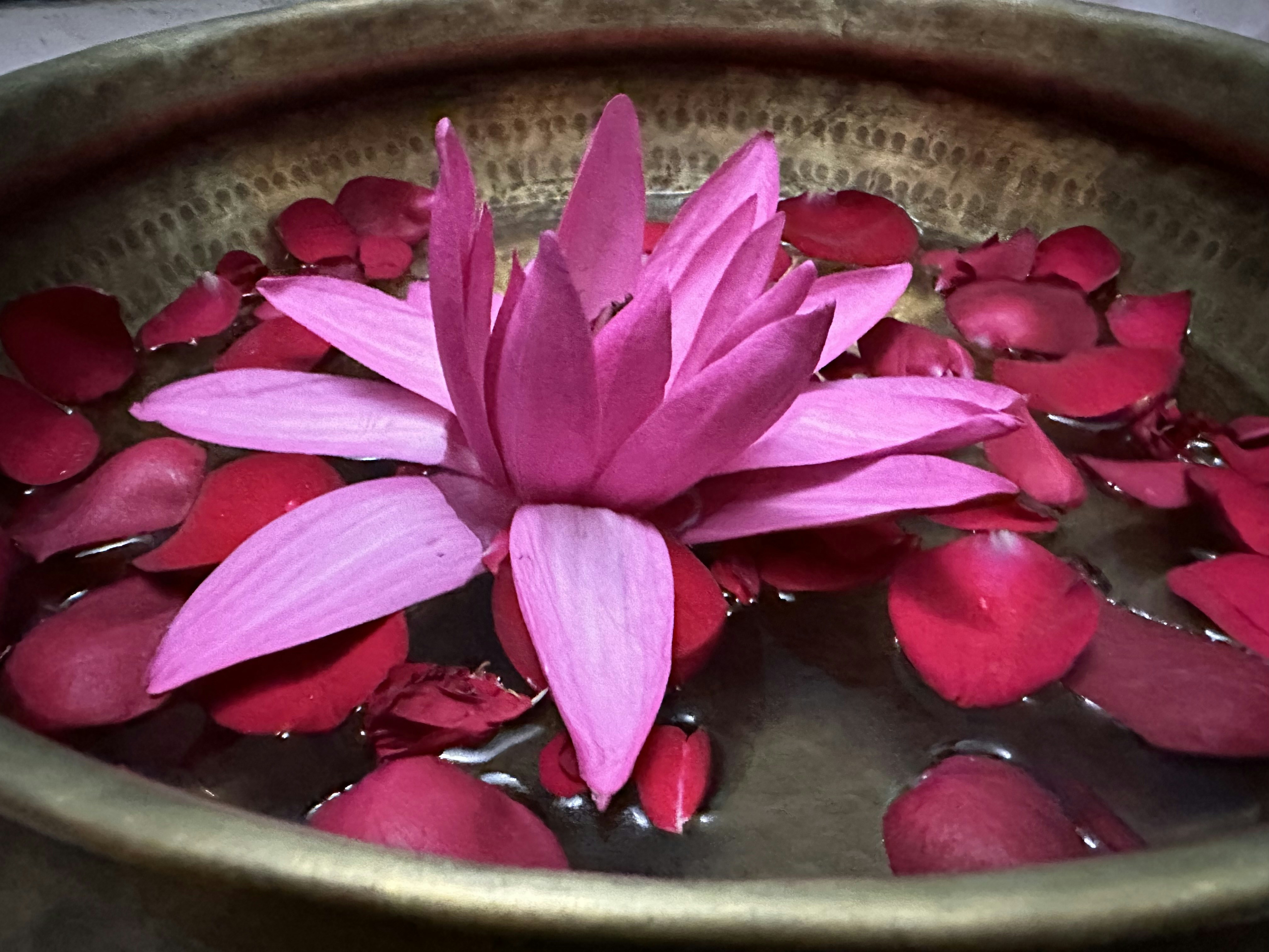 lotus