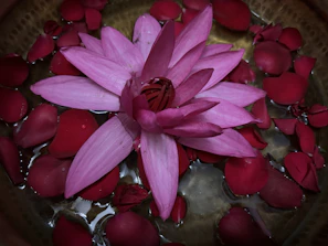 Close-up of a lotus flower floating gently in a bowl of clear water with smooth river stones beneath.