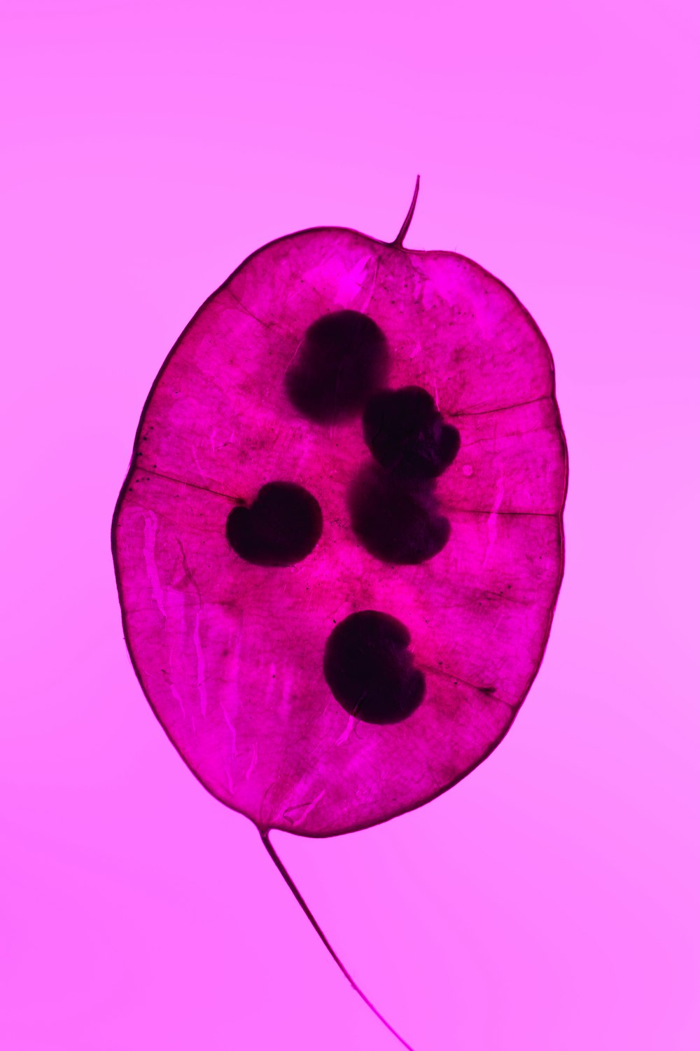 a close up of a leaf on a pink background