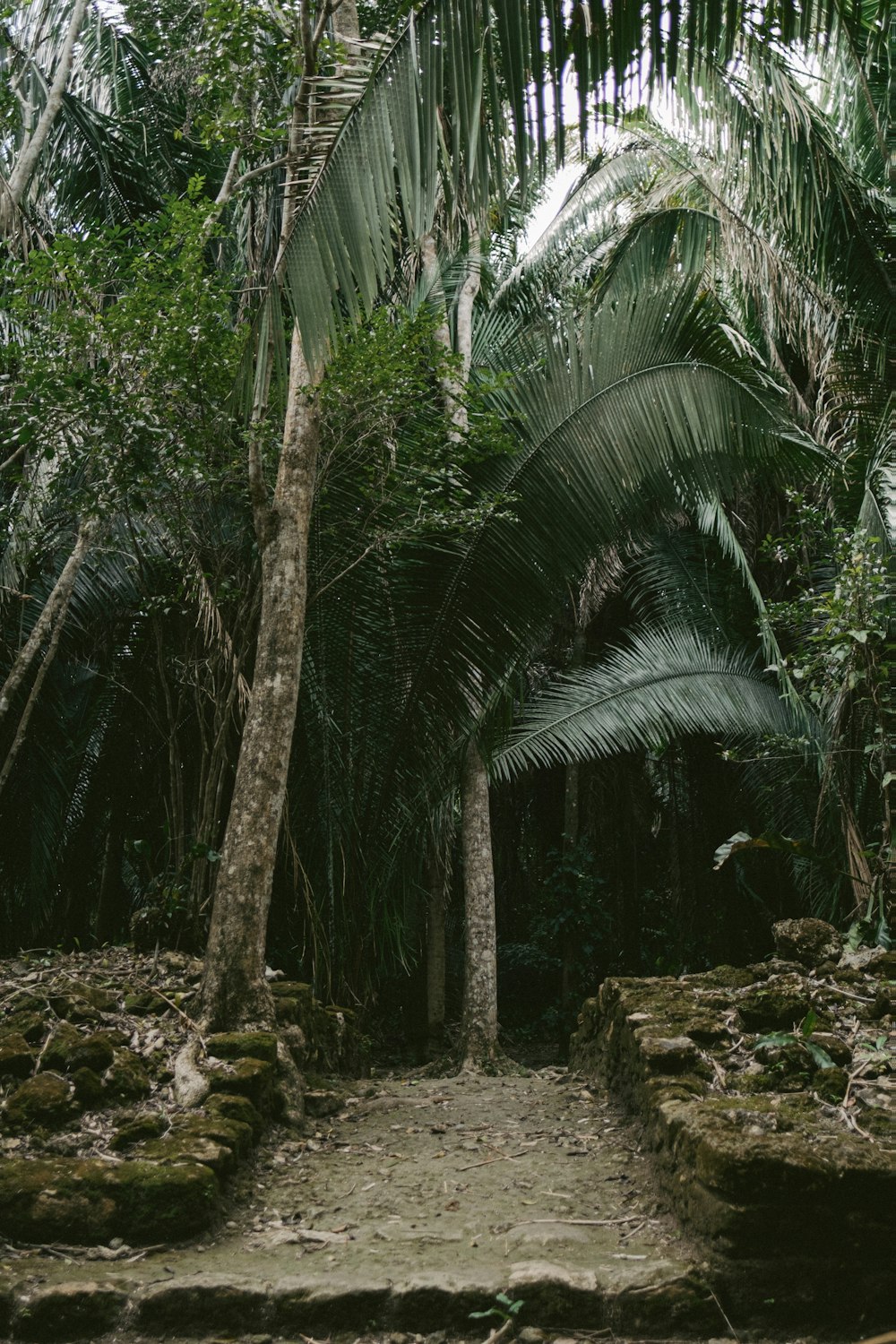 a path in the middle of a jungle