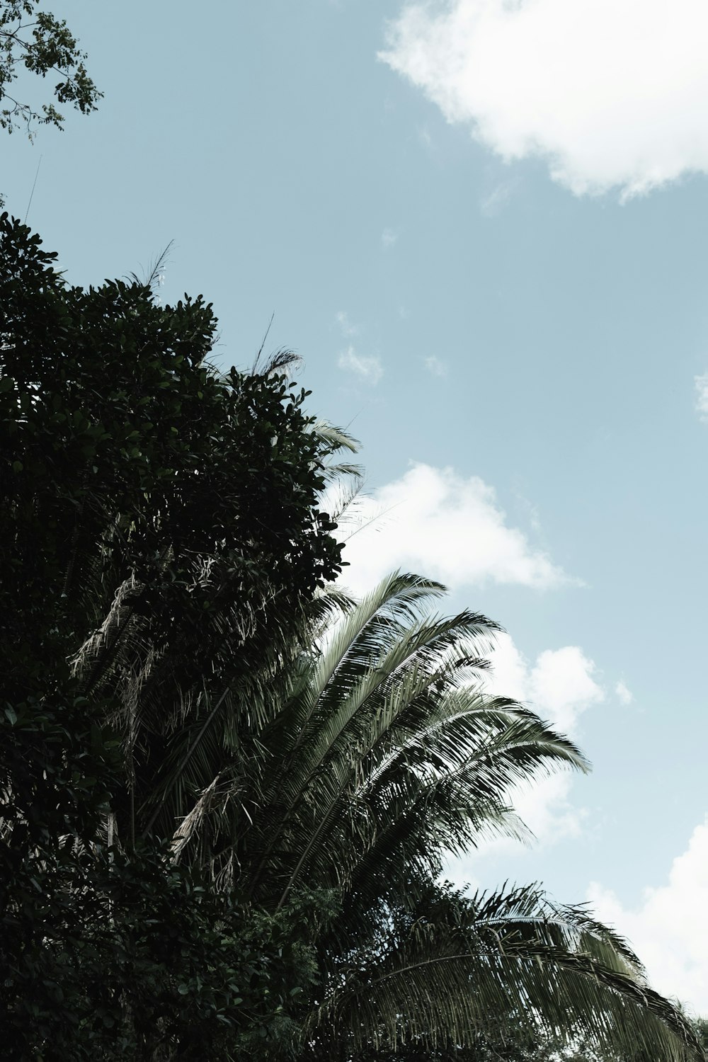 palm trees against a blue sky with clouds