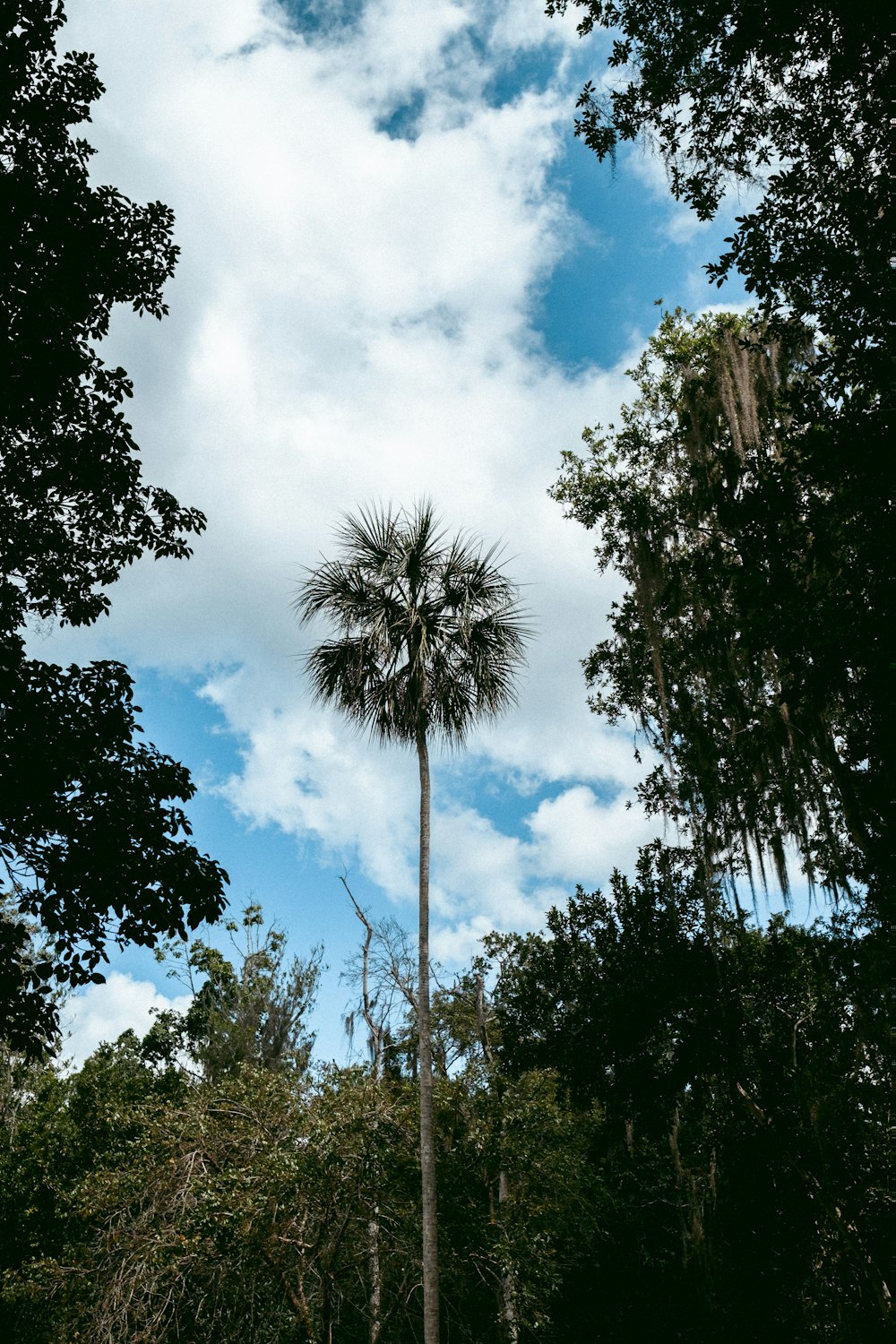 a tall palm tree sitting in the middle of a forest