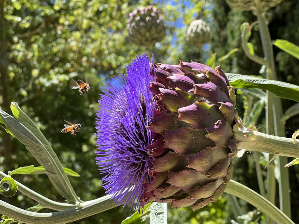 a purple flower with bees flying around it