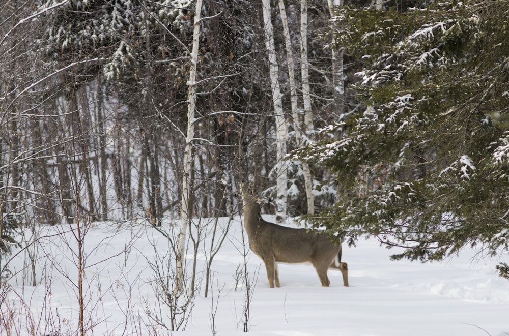 雪に覆われた森の真ん中に立つ鹿