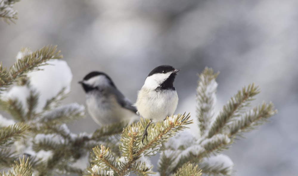 two small birds perched on top of a pine tree