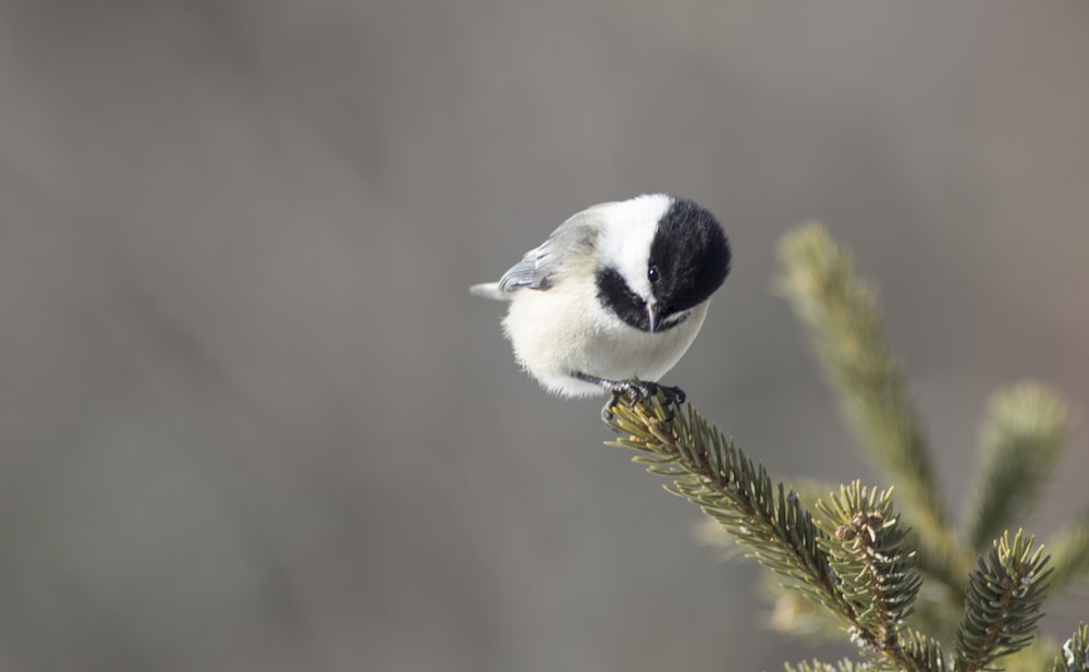 a small black and white bird perched on a branch