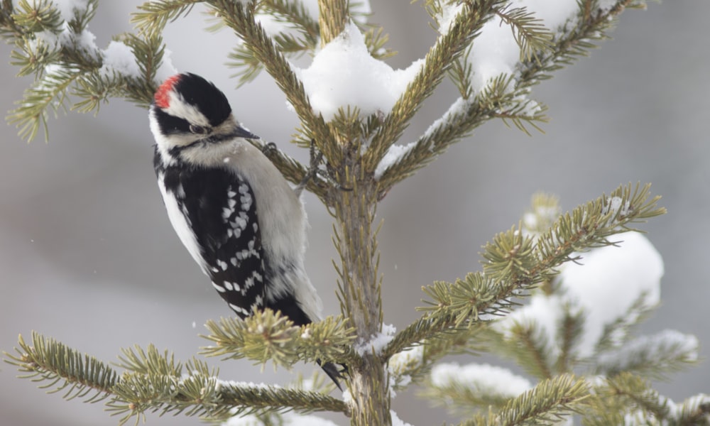 a black and white bird perched on top of a pine tree