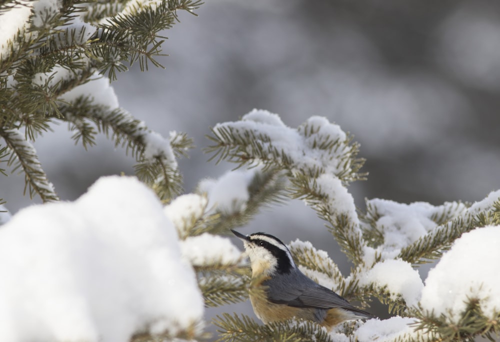 a bird perched on a branch of a tree covered in snow