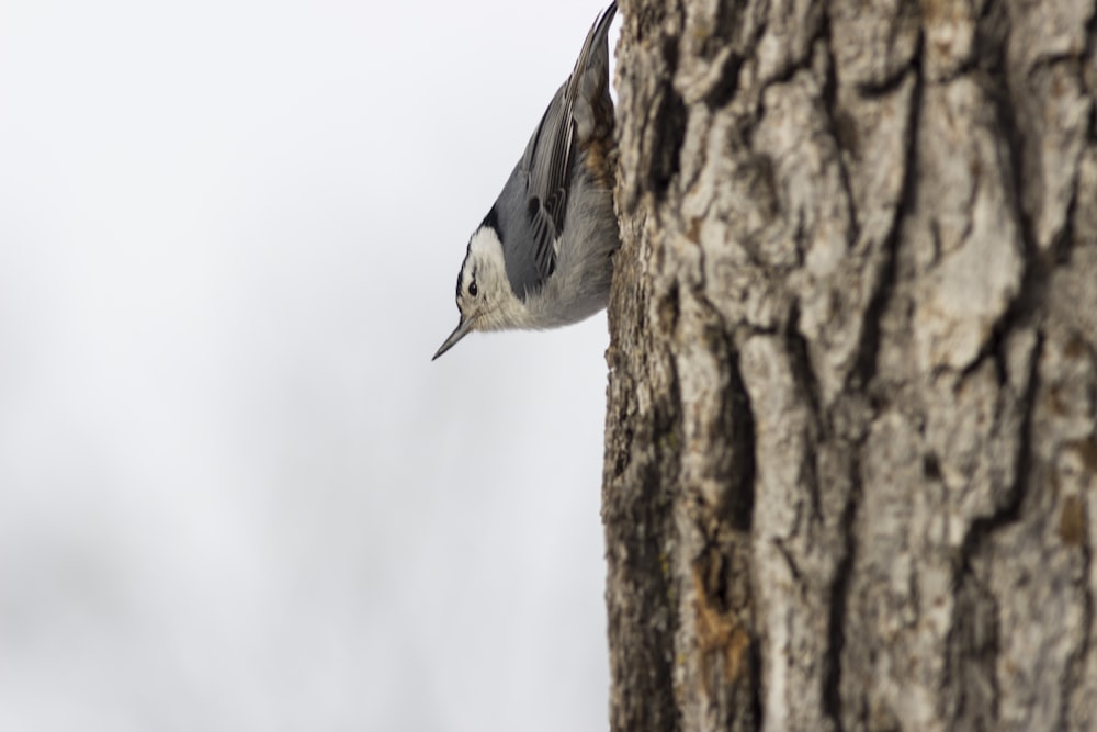 a bird is perched on the side of a tree