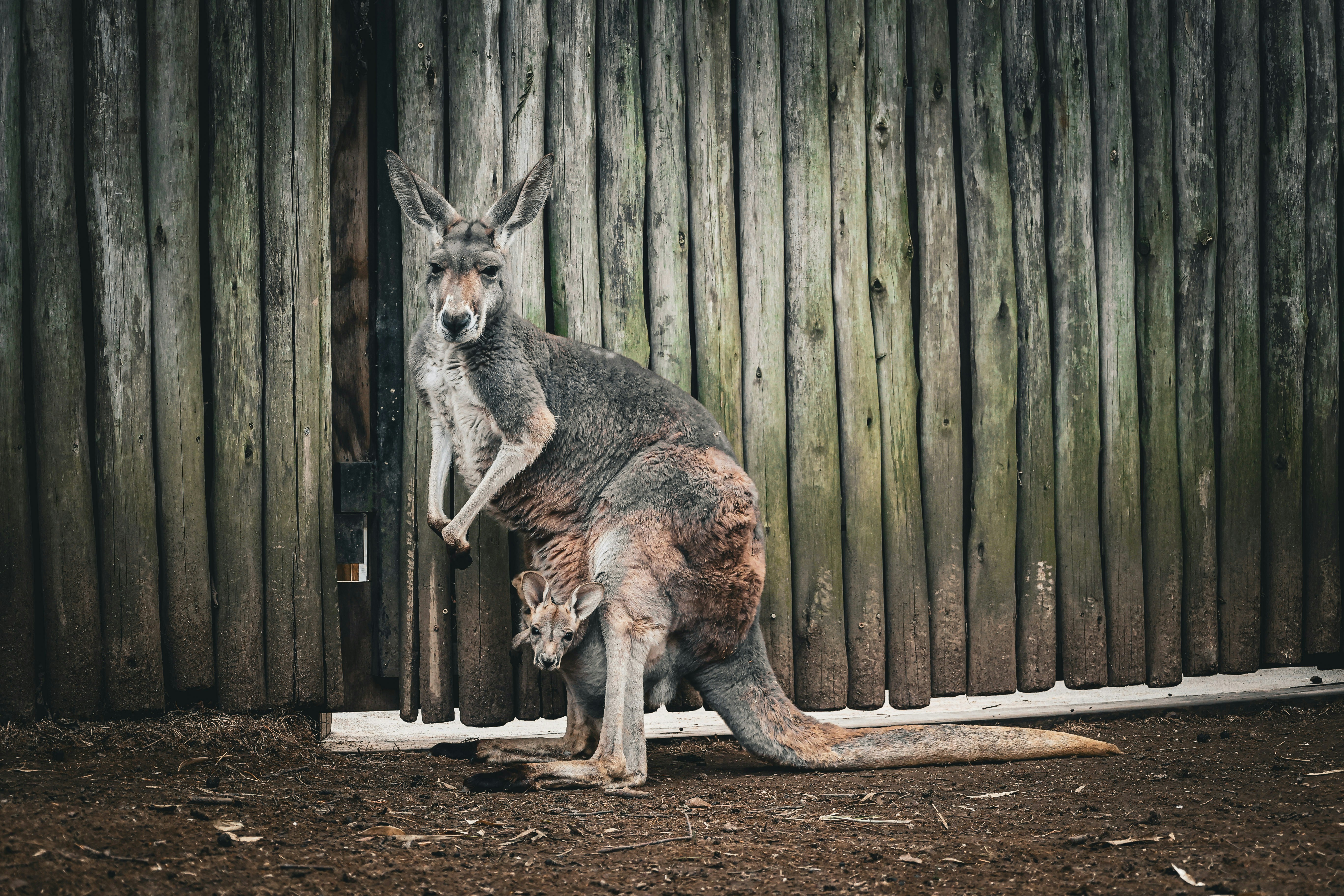 a kangaroo sitting on the ground in front of a wooden fence, A joey and his mama at the Nashville Zoo.