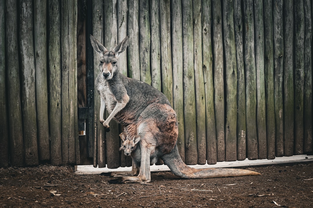 a kangaroo sitting on the ground in front of a wooden fence, A joey and his mama at the Nashville Zoo.