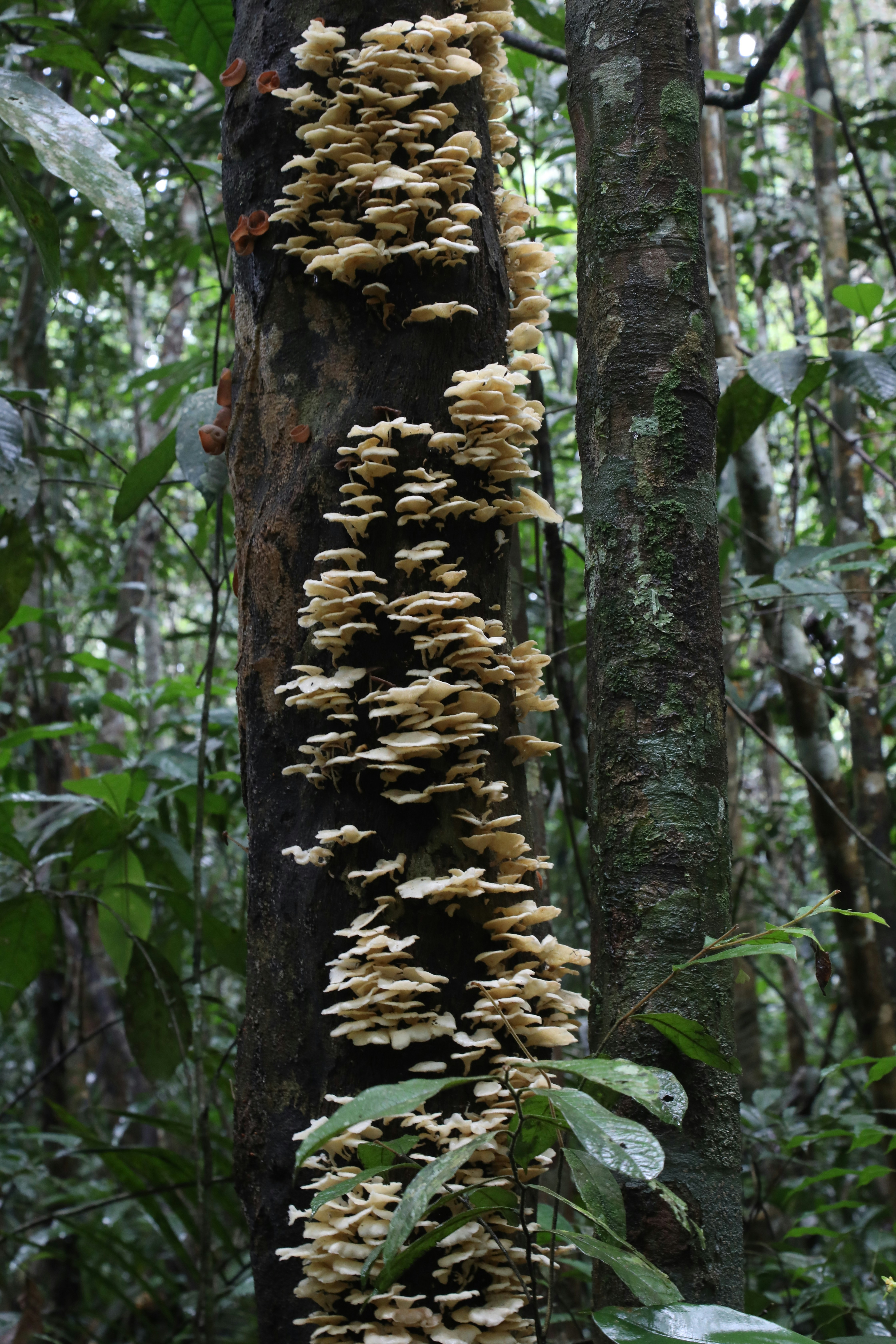 a group of mushrooms growing on the side of a tree